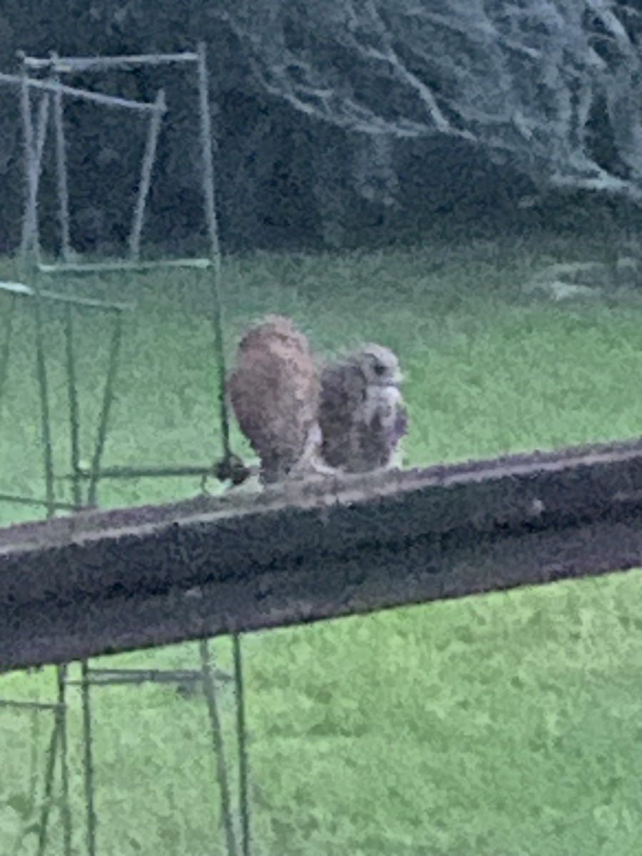 Eastern Screech-Owl - Glenn Huberman