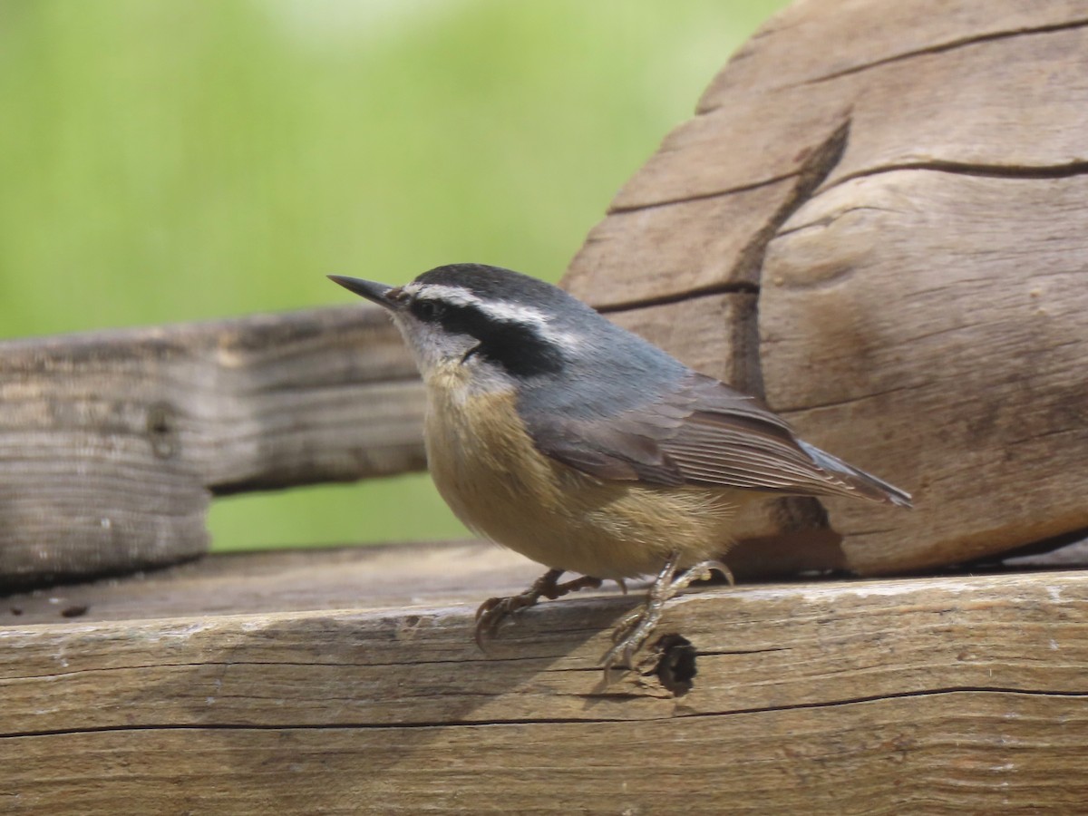 Red-breasted Nuthatch - Bob Hargis