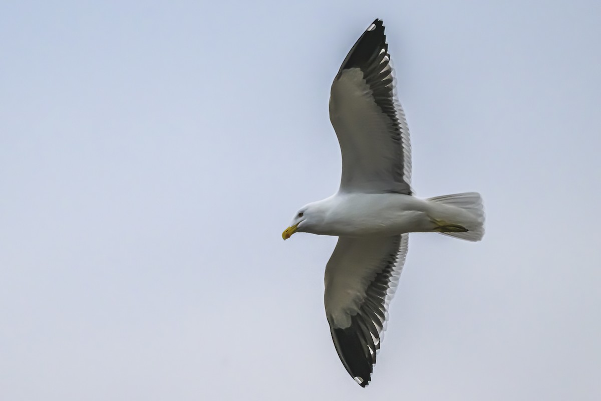 Kelp Gull - Amed Hernández