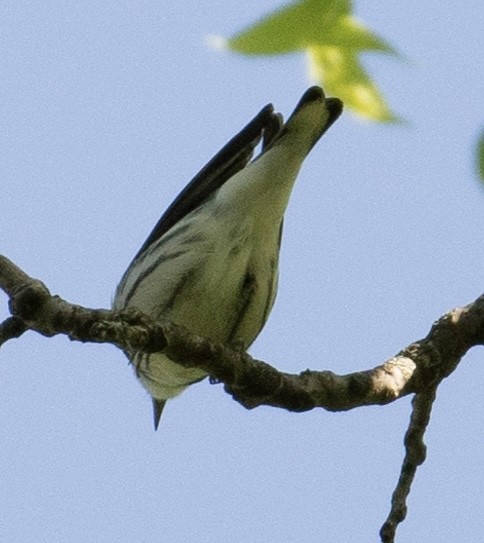 Paruline azurée - ML619623842