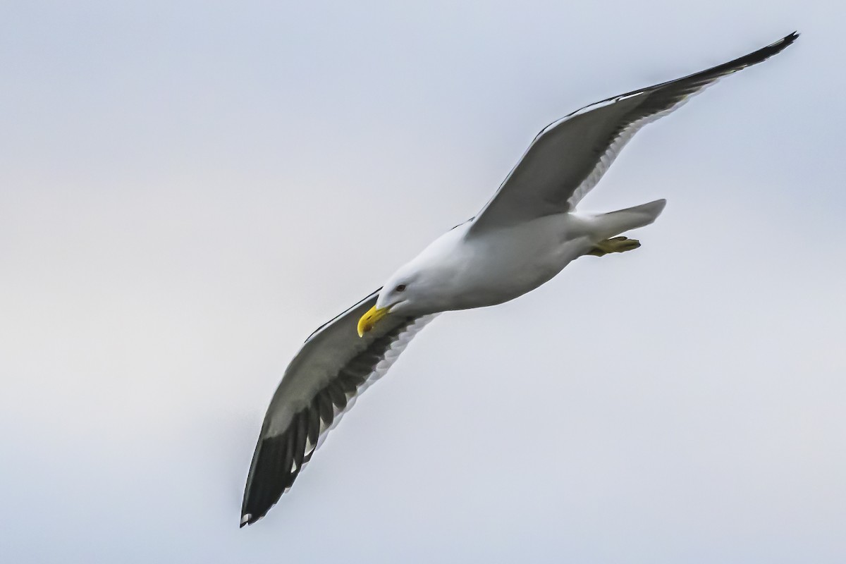 Kelp Gull - Amed Hernández