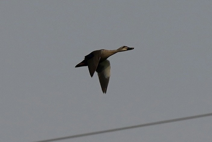 Eastern Spot-billed Duck - Pine Cone