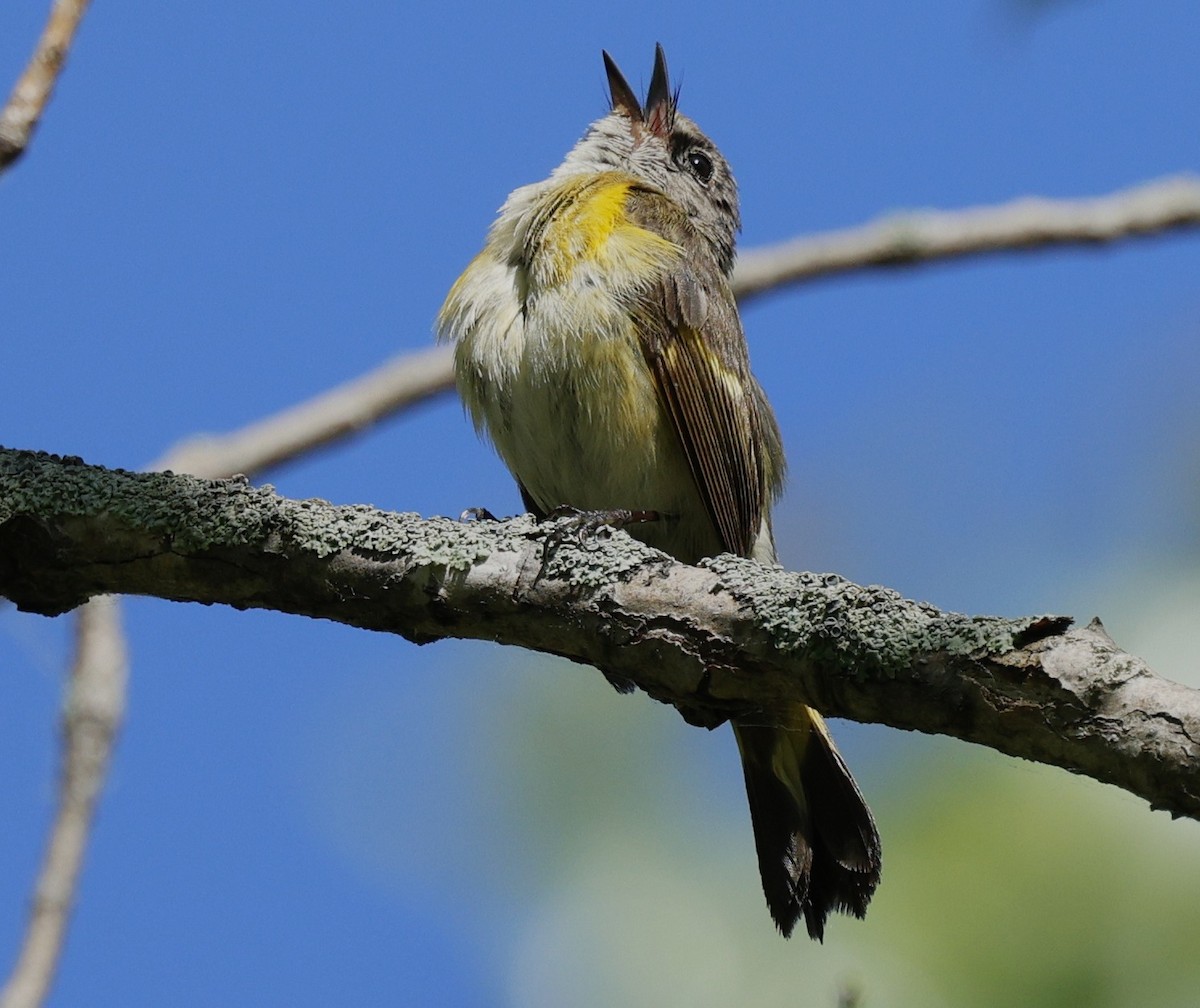 American Redstart - Rob Crawford