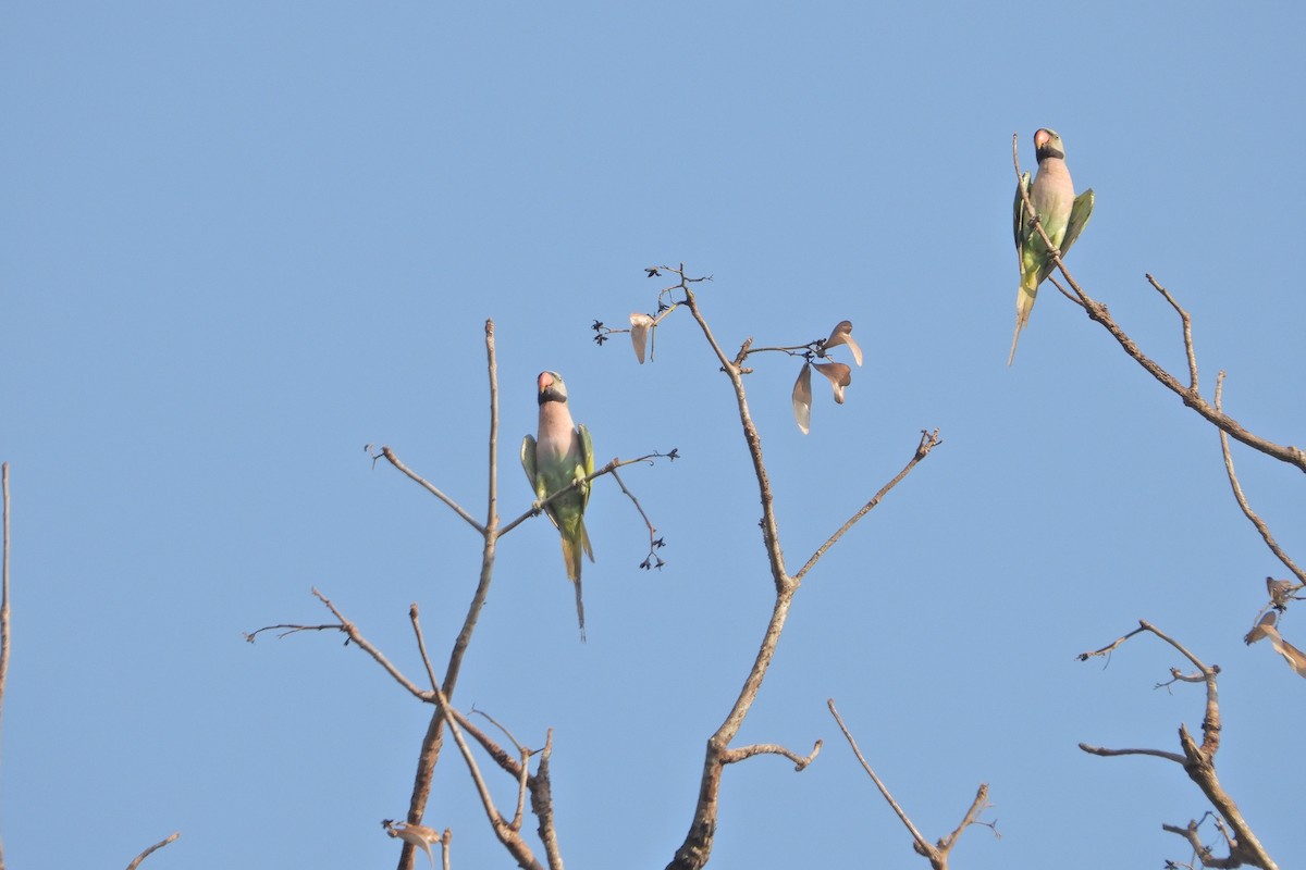 Red-breasted Parakeet - ML619623861