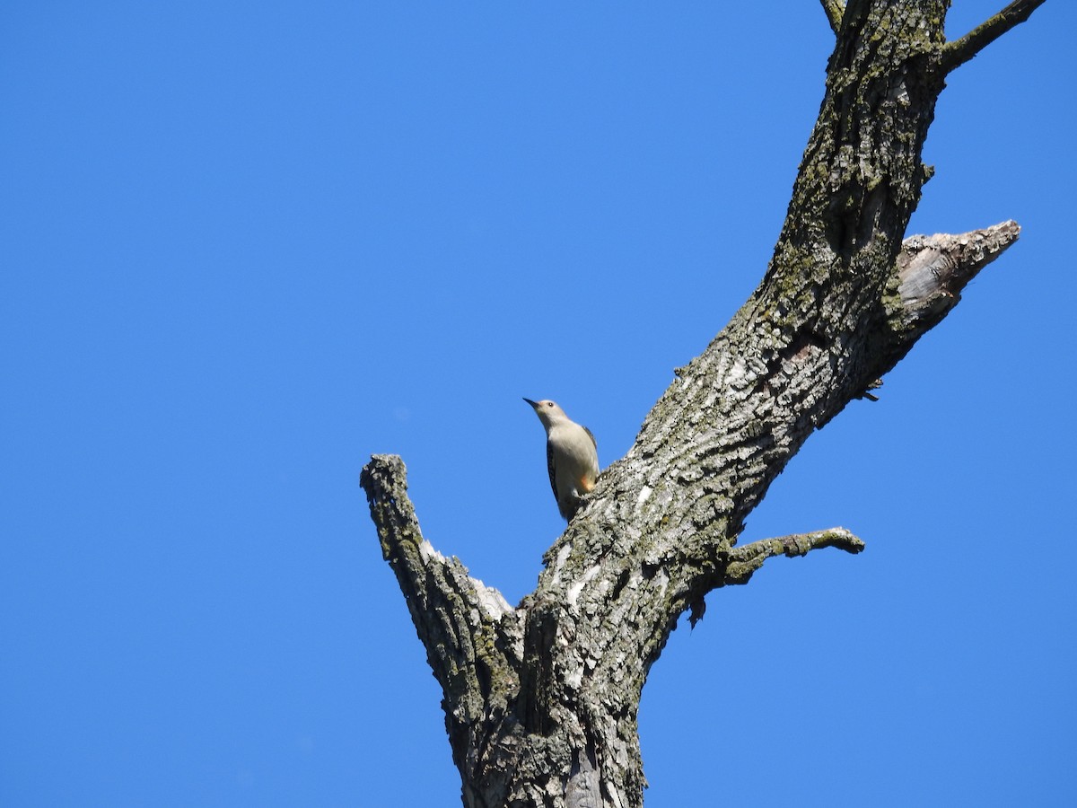 Red-bellied Woodpecker - ML619623863