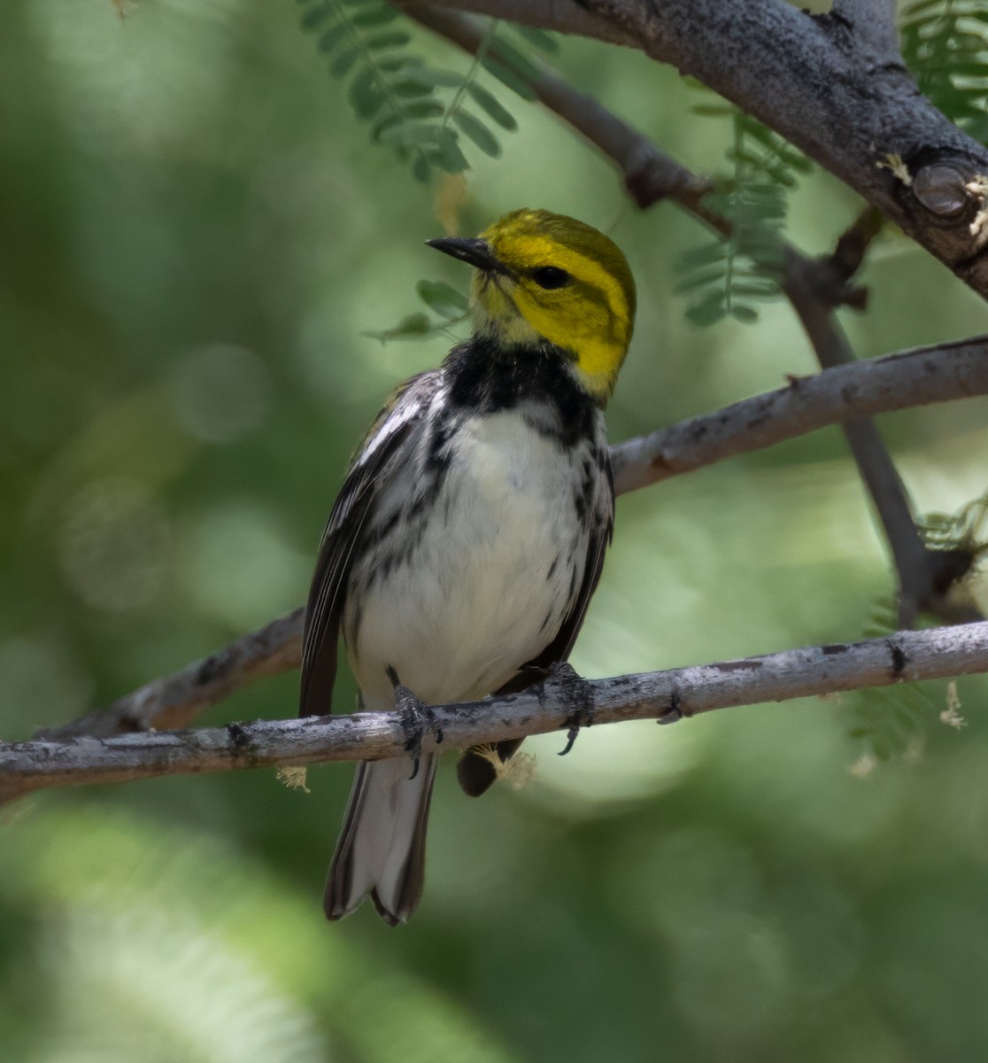 Black-throated Green Warbler - Suzan Sadler