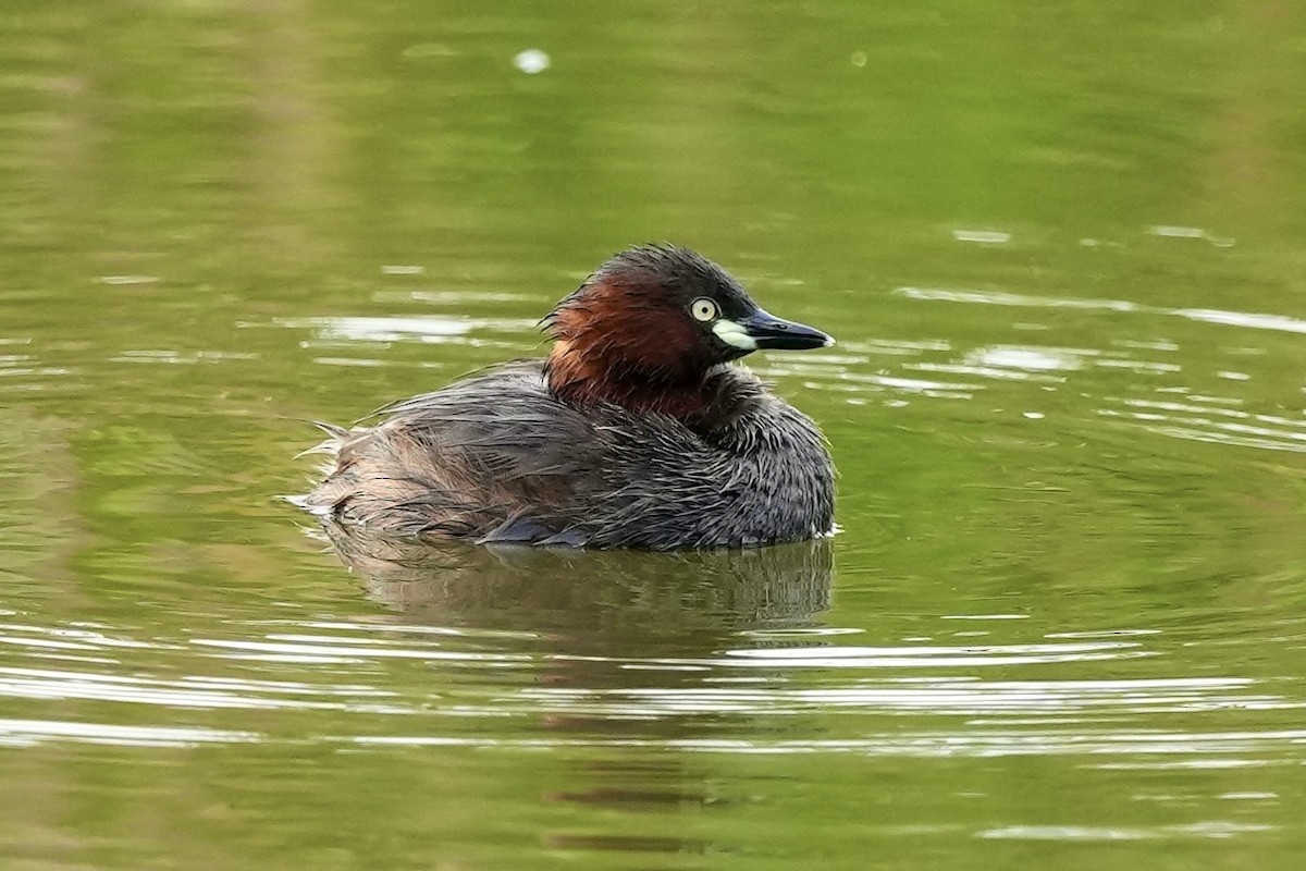 Little Grebe - Pine Cone