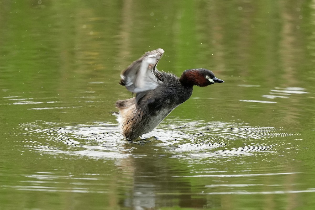 Little Grebe - Pine Cone