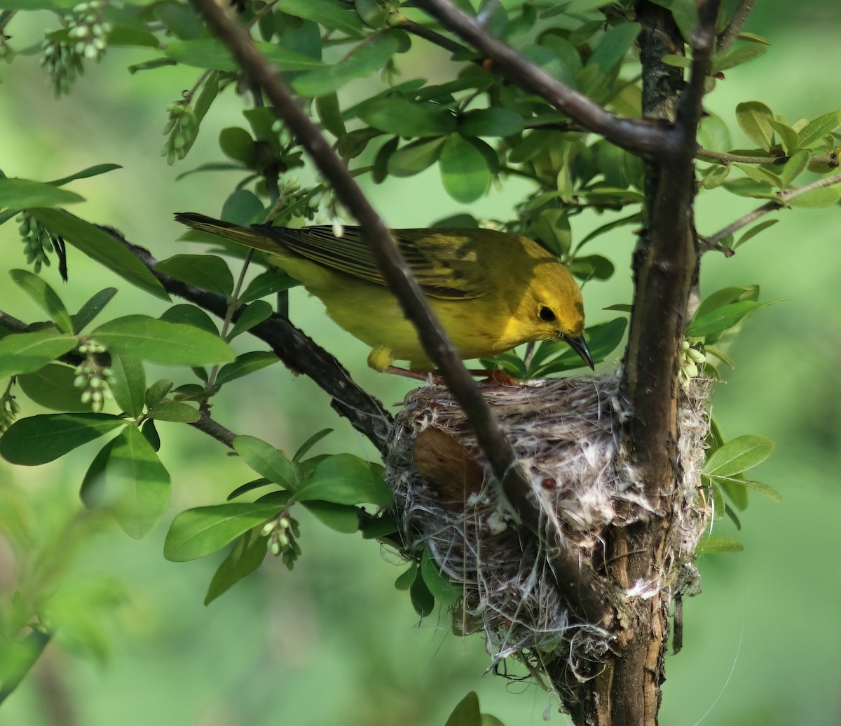 Yellow Warbler - Daniel Loss