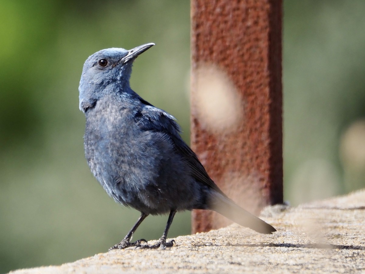 Blue Rock-Thrush - Francisco Rivas  🪶