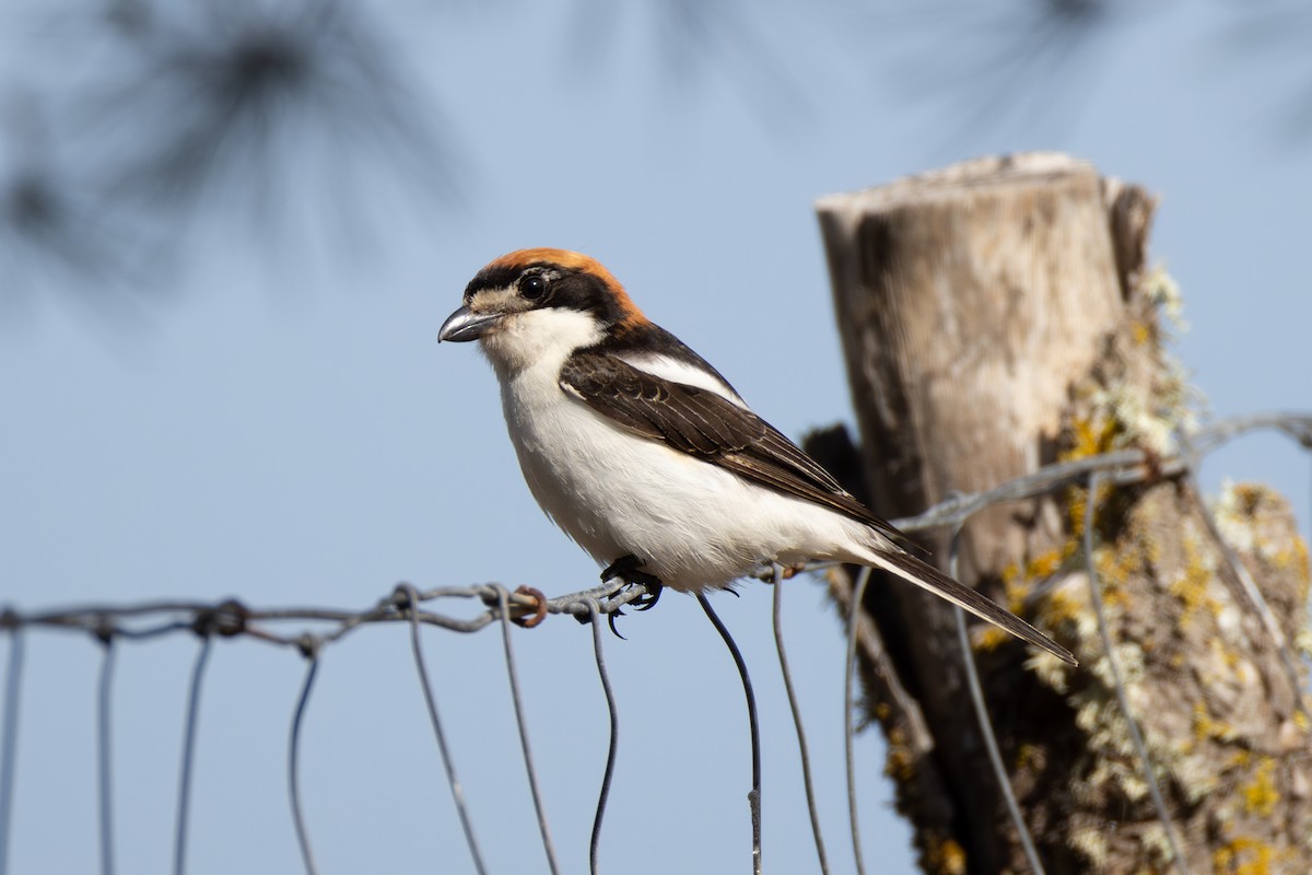 Woodchat Shrike - Joe Downing