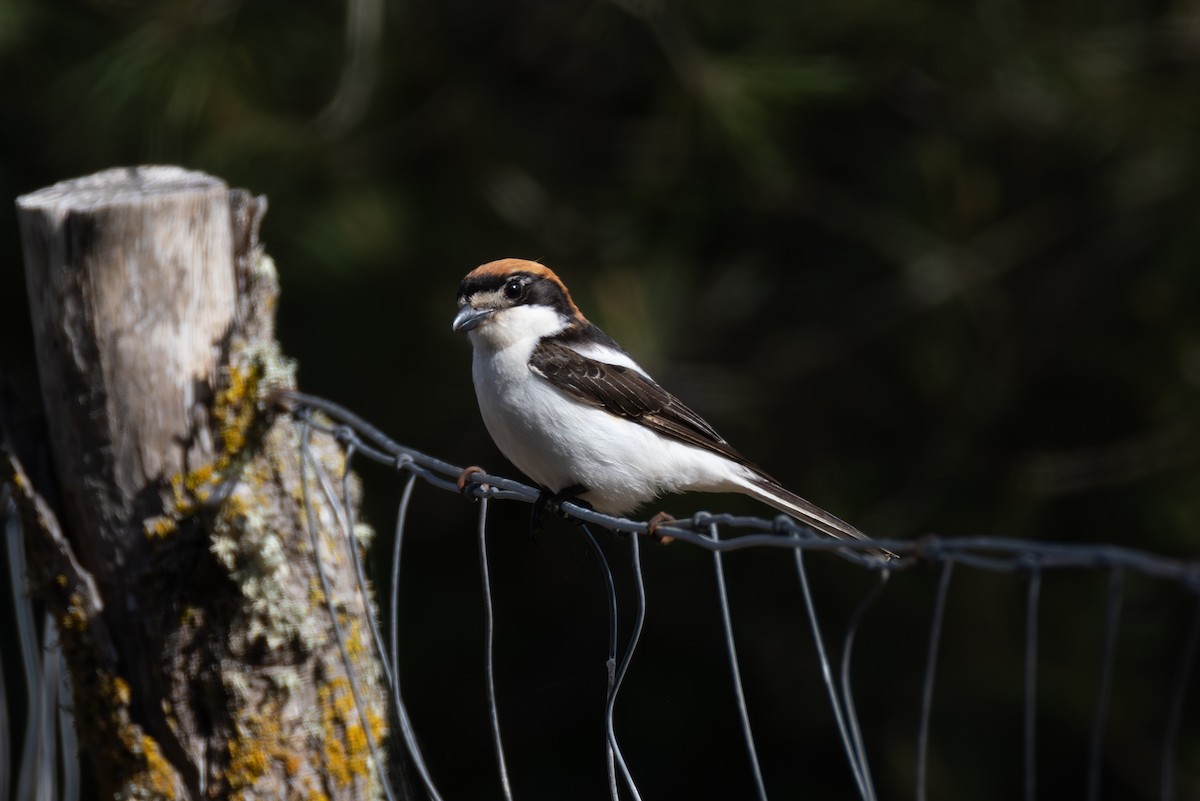 Woodchat Shrike - Joe Downing