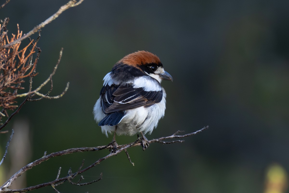 Woodchat Shrike - Joe Downing