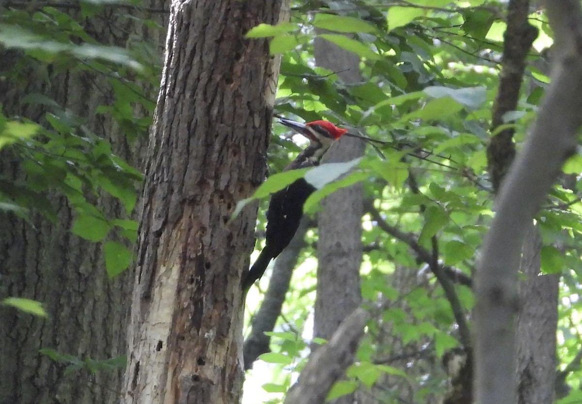 Pileated Woodpecker - Alexander Grimwade