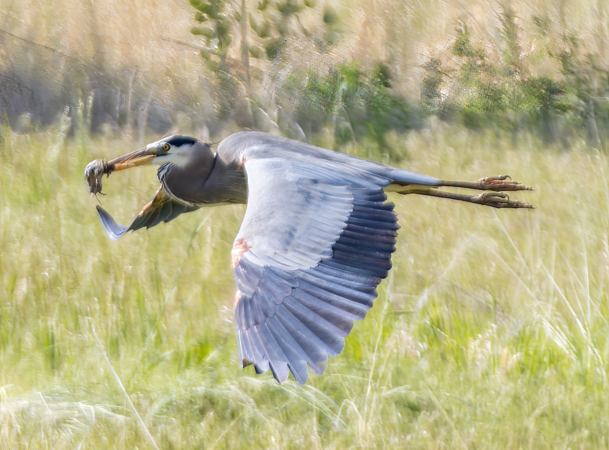 Great Blue Heron - Michael Millner