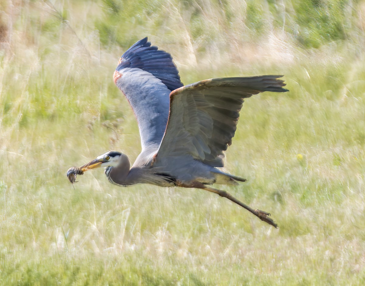 Great Blue Heron - Michael Millner