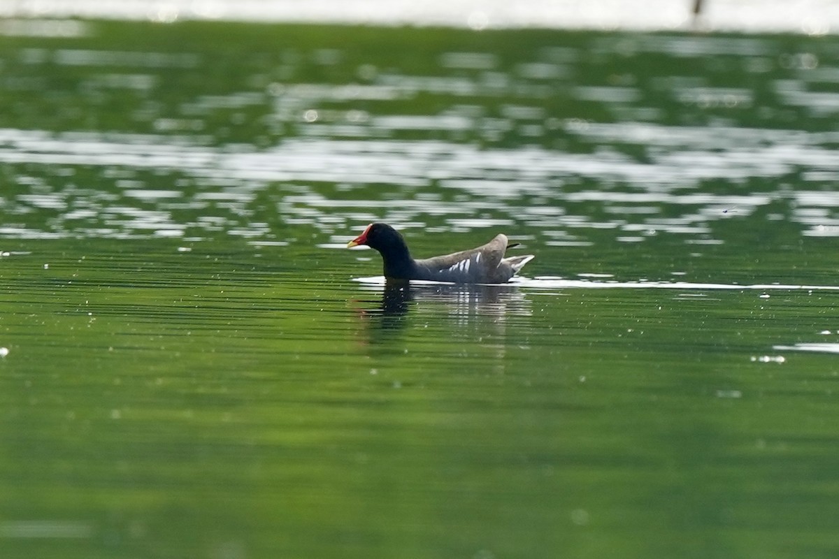 Eurasian Moorhen - Pine Cone