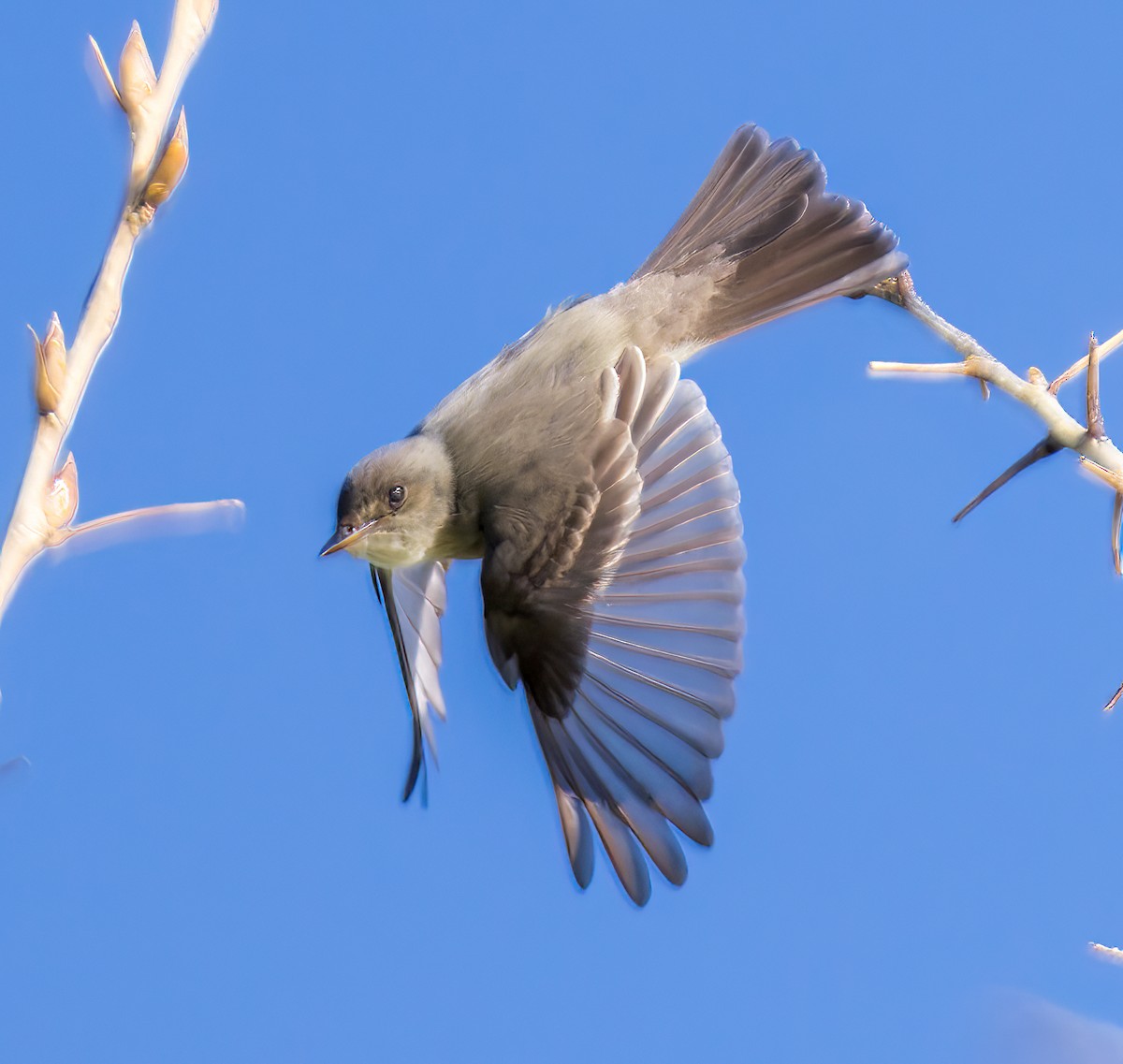 Western Wood-Pewee - Michael Millner