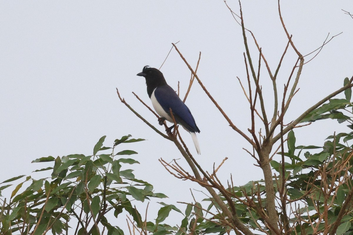 Curl-crested Jay - ML619623895