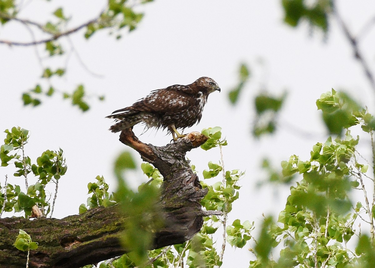Red-tailed Hawk (Harlan's) - Steven Mlodinow