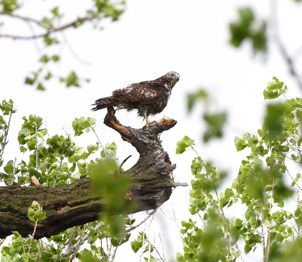 Red-tailed Hawk (Harlan's) - Steven Mlodinow