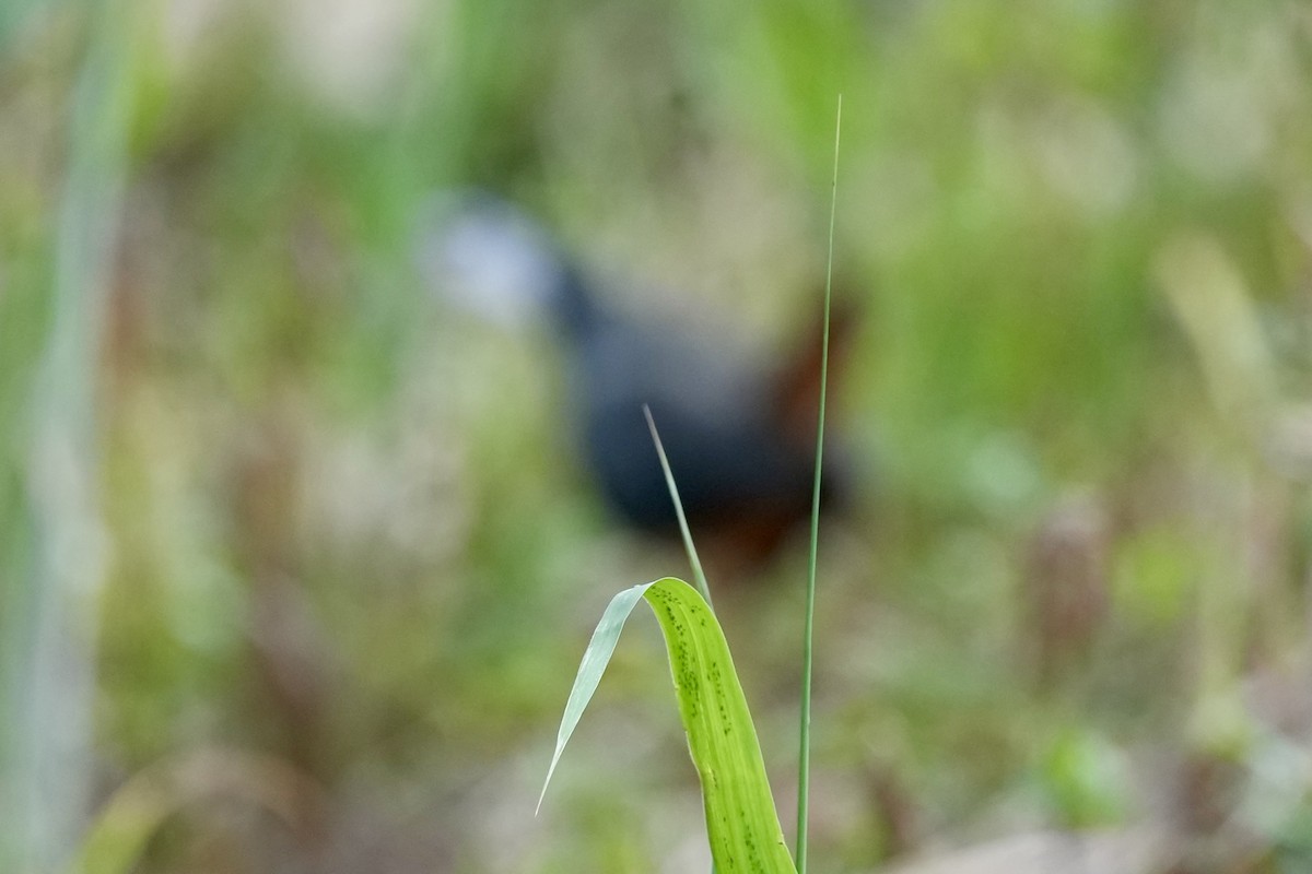 White-breasted Waterhen - Pine Cone