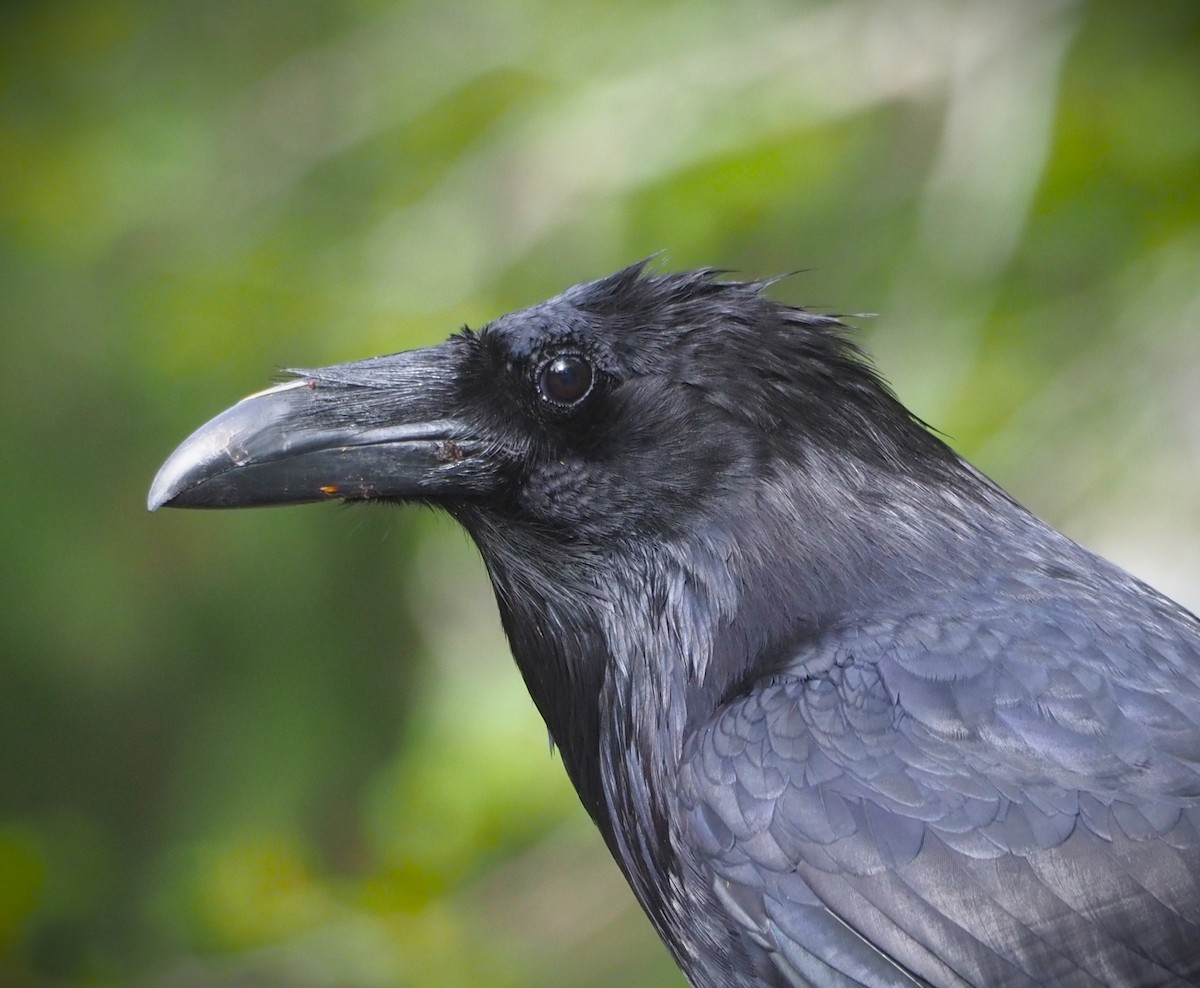 Common Raven - Dick Cartwright