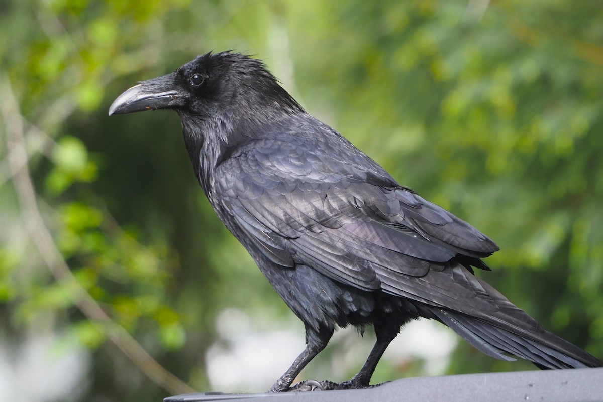 Common Raven - Dick Cartwright