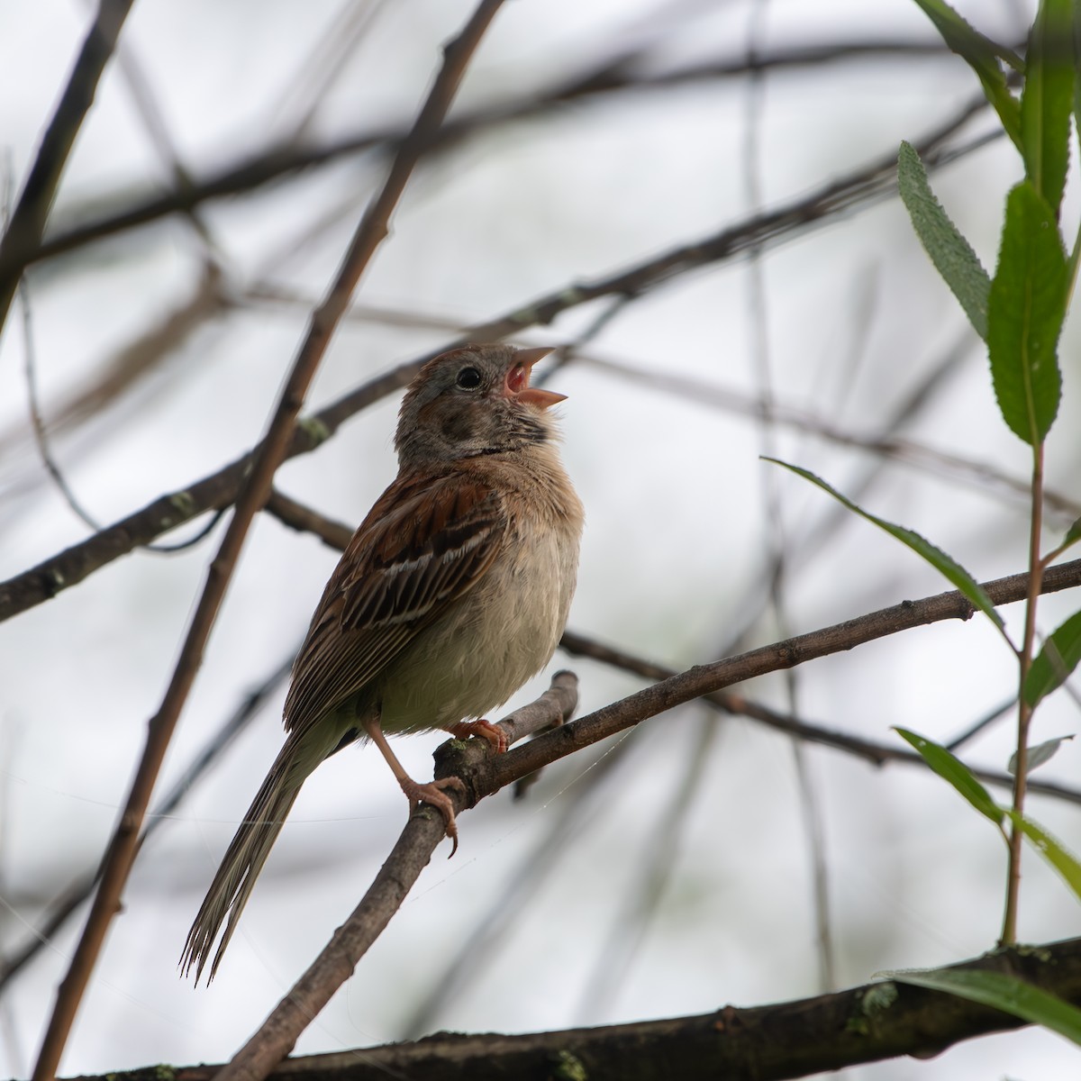 Field Sparrow - ML619623908