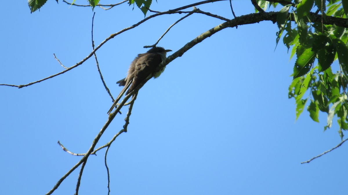 Yellow-billed Cuckoo - ML619623909