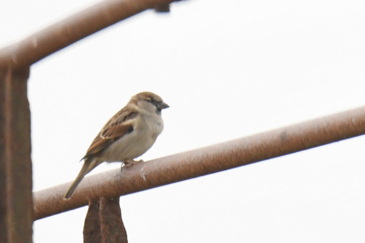 House Sparrow - Kyle Gardiner