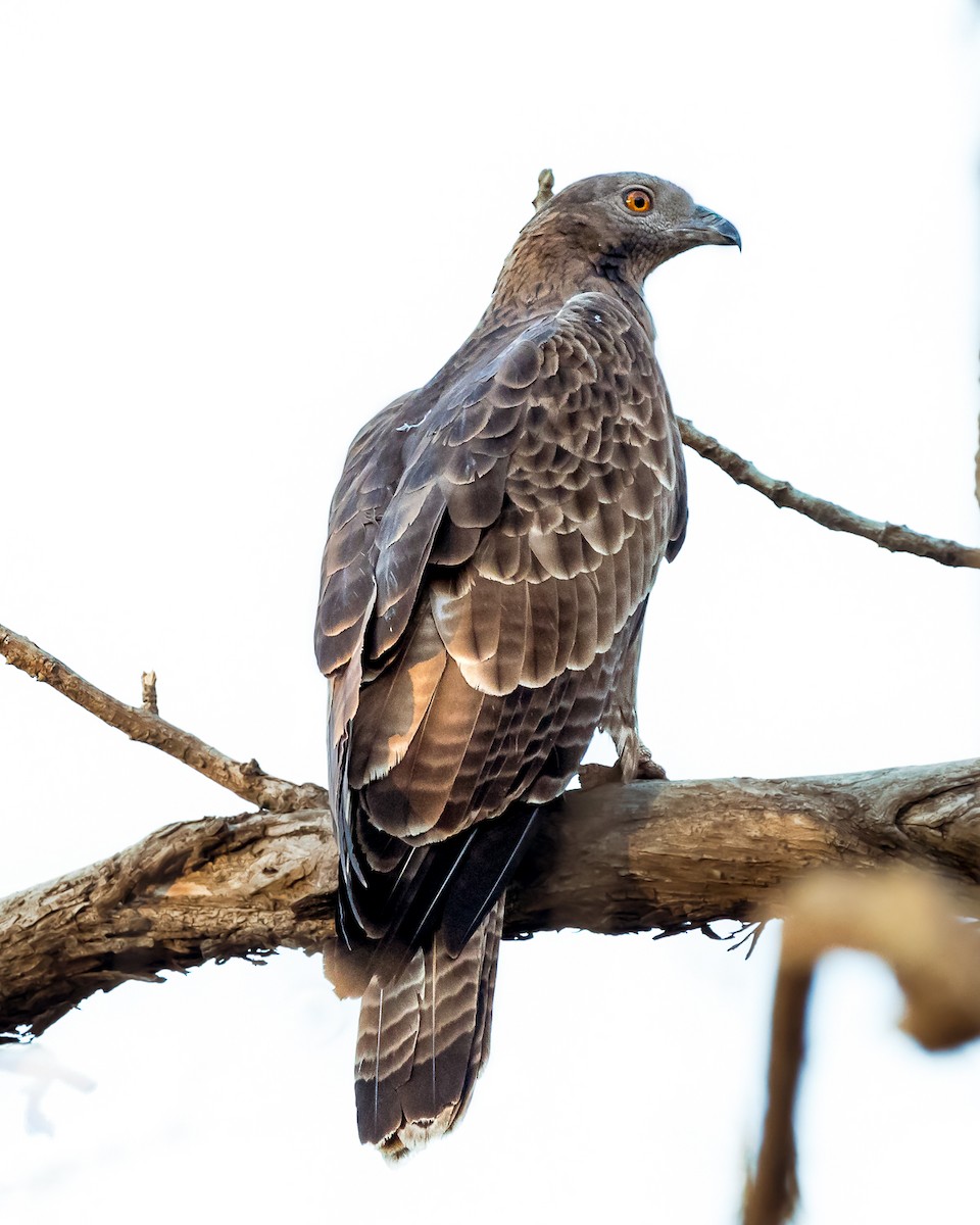 Oriental Honey-buzzard - Gopala Krishna Baliga