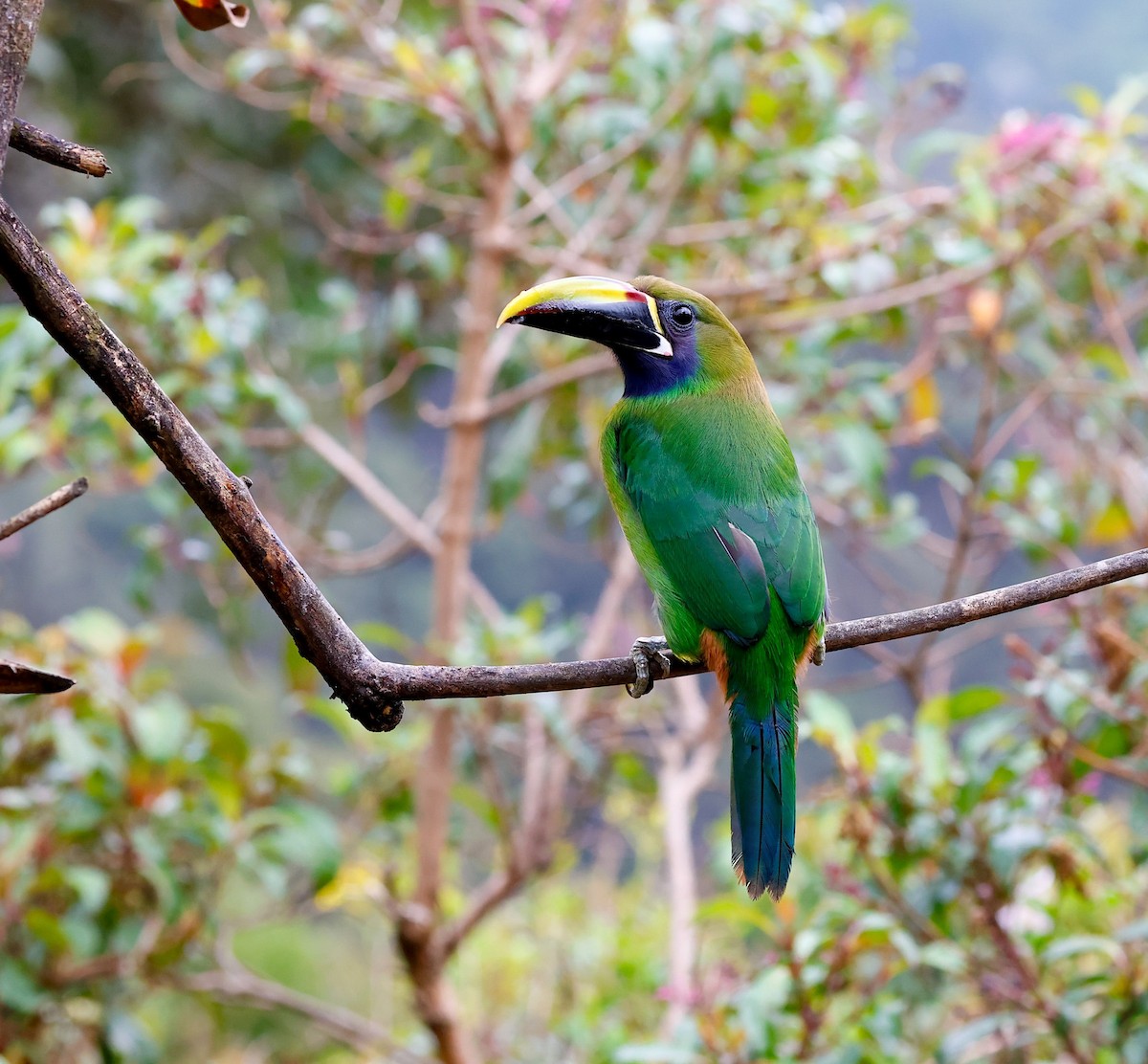 Northern Emerald-Toucanet - ML619623924