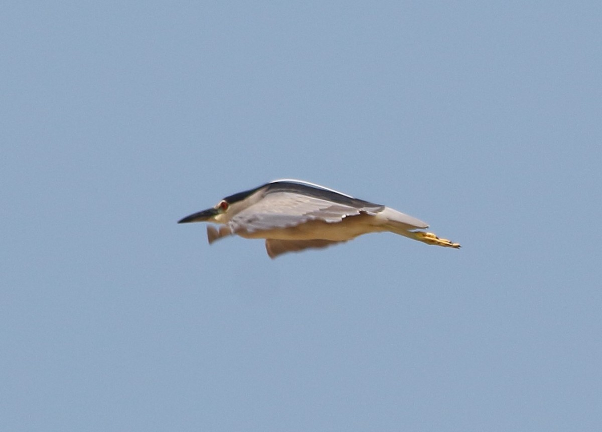 Black-crowned Night Heron - ML619623925