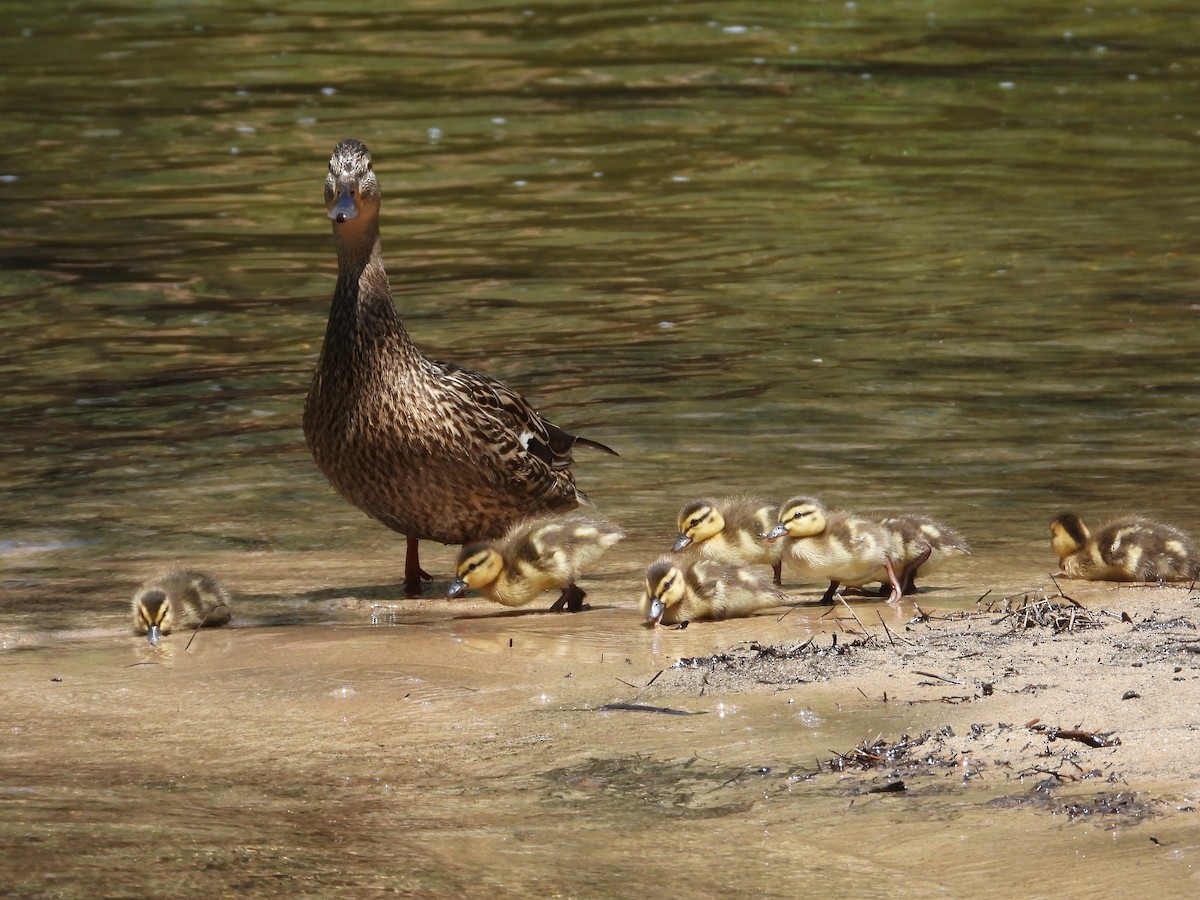 Mallard - Mark Donahue