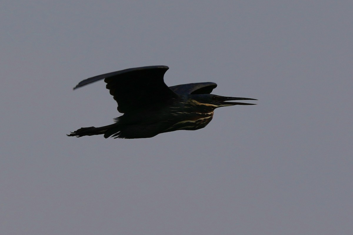 Black Bittern - Pine Cone