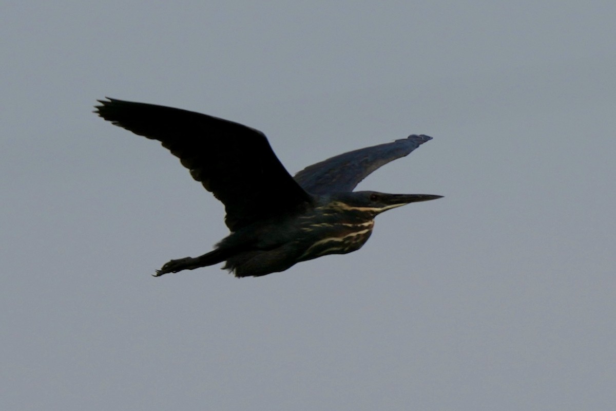 Black Bittern - Pine Cone