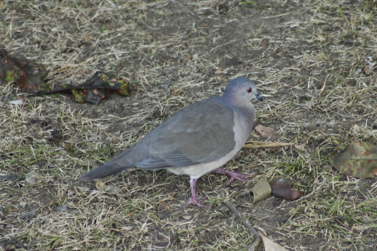 White-tipped Dove - Pedro Dias