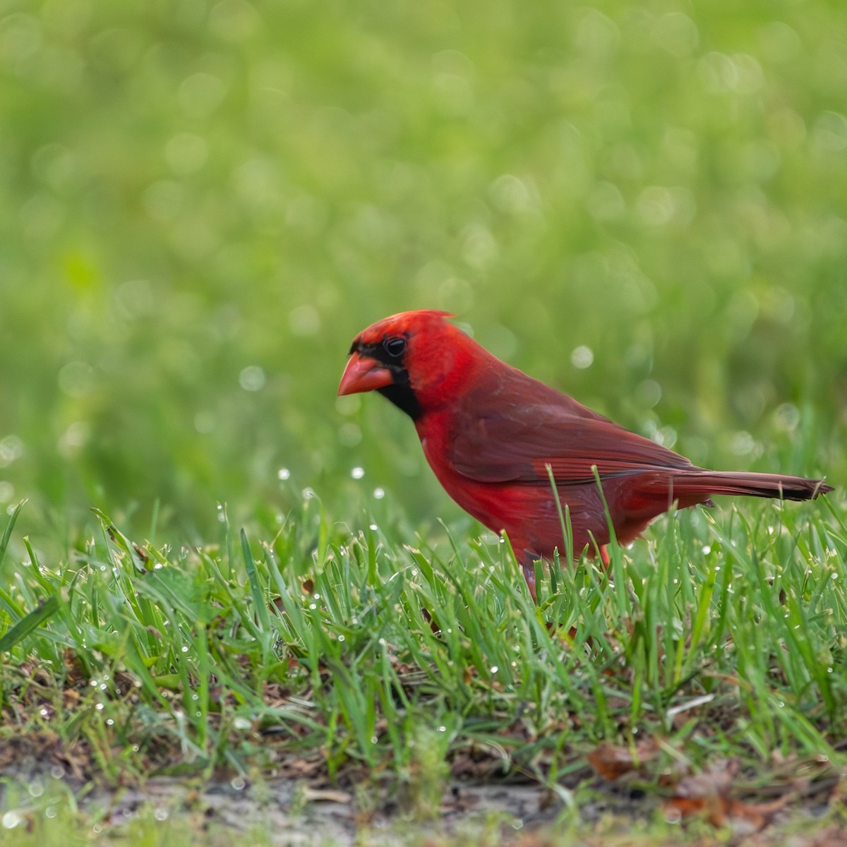 Cardinal rouge - ML619623947