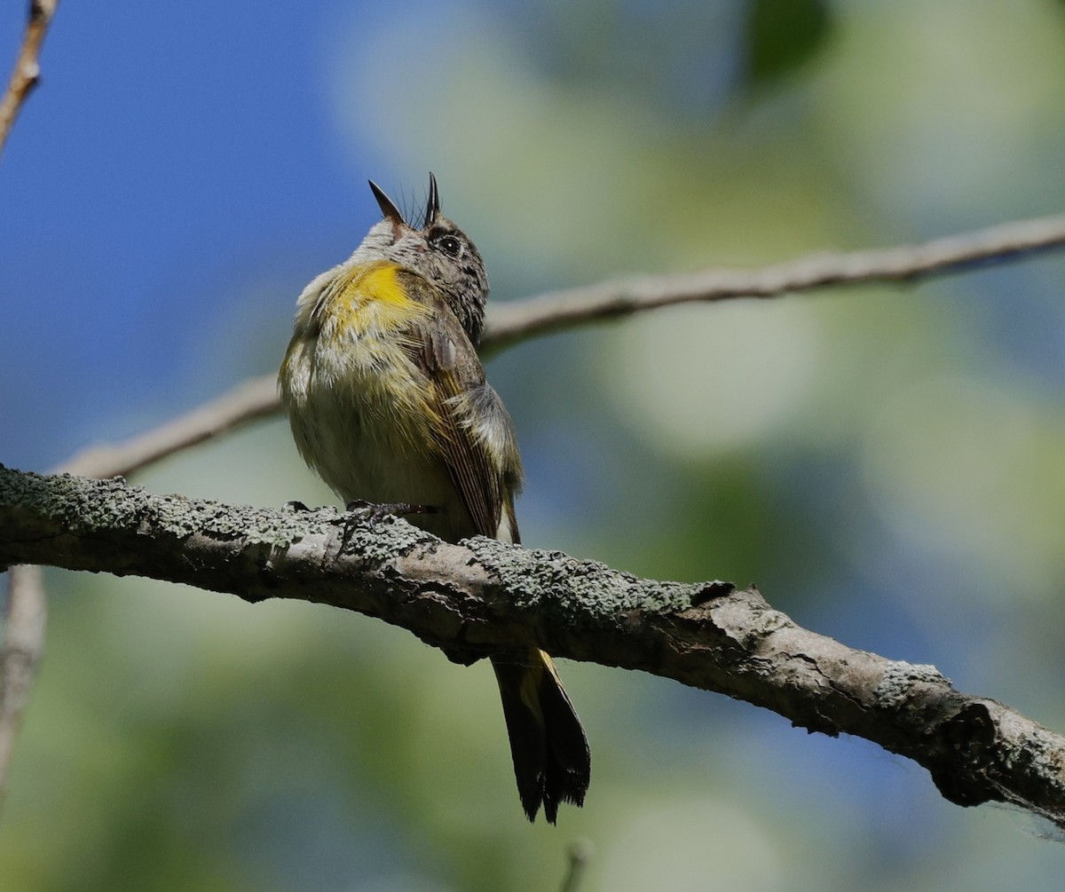 American Redstart - Rob Crawford