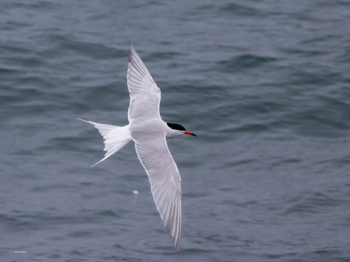 Common Tern - John Alexander