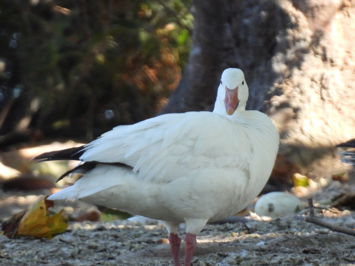 Snow Goose - Robert Di Massa