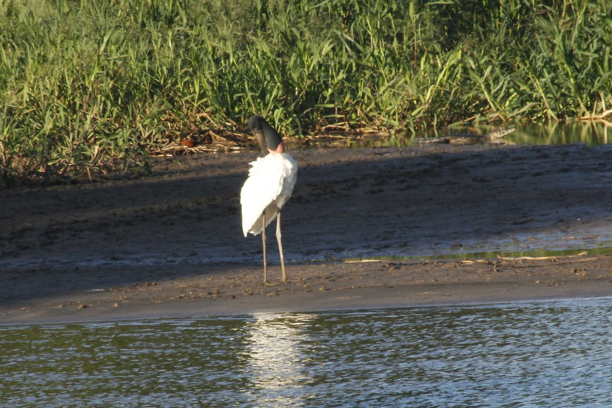 Jabiru - Pedro Dias