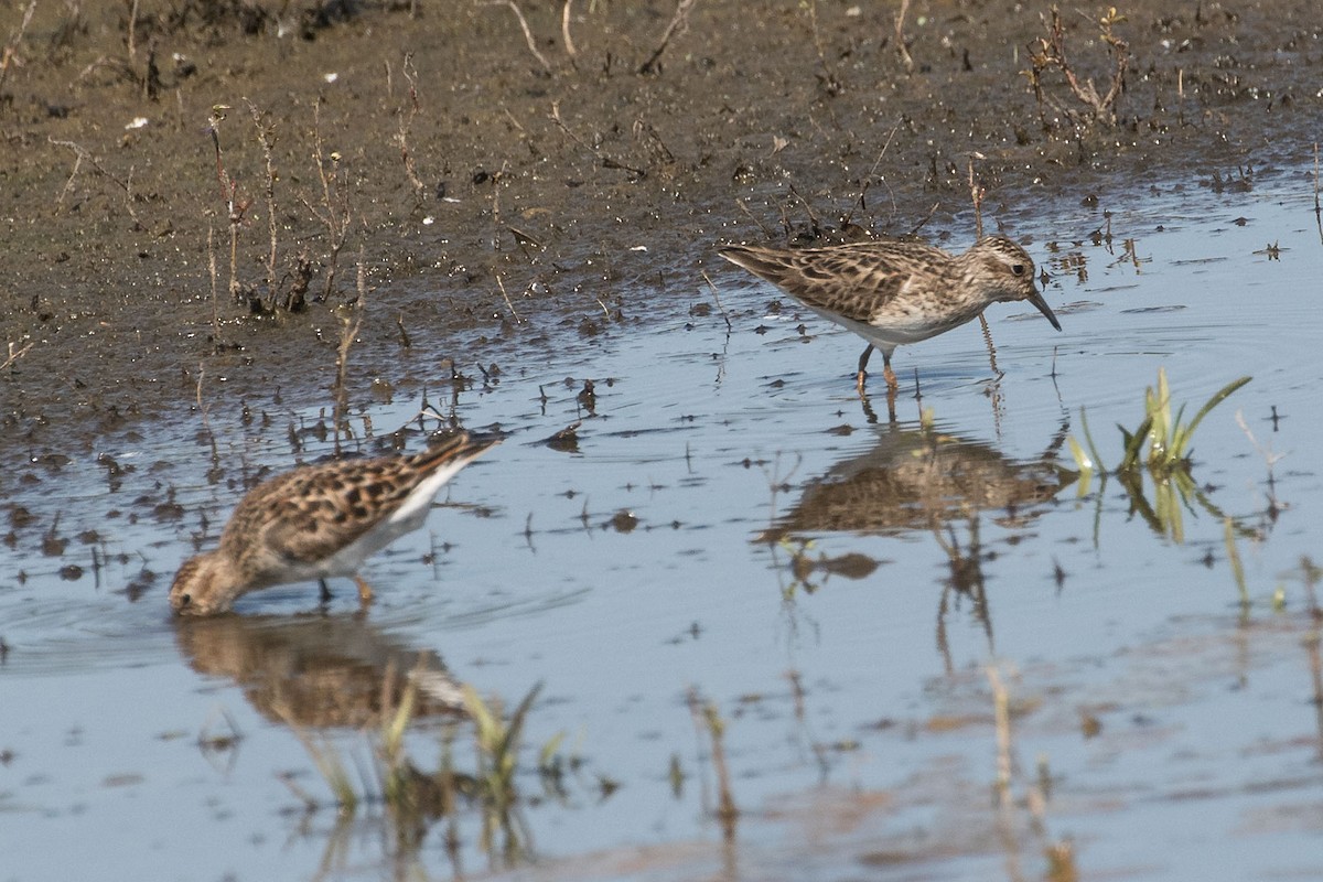 pygmésnipe - ML619623966