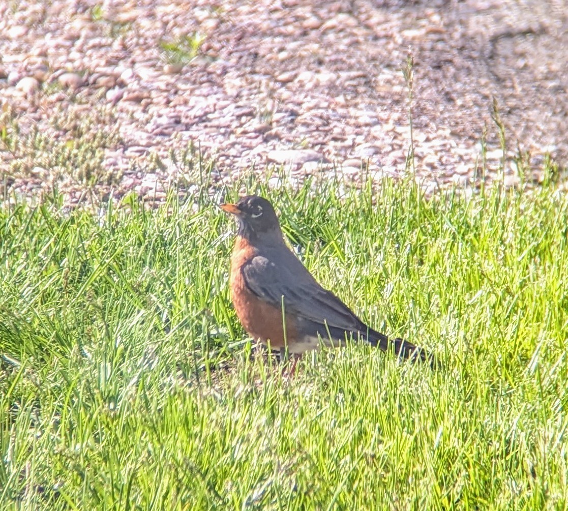 American Robin - Caleb Catto