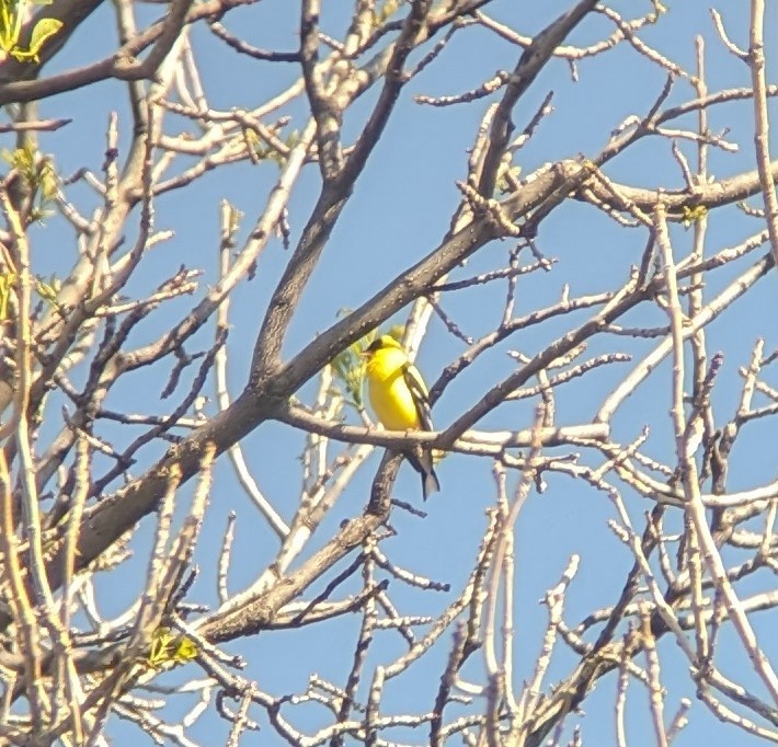 American Goldfinch - Caleb Catto