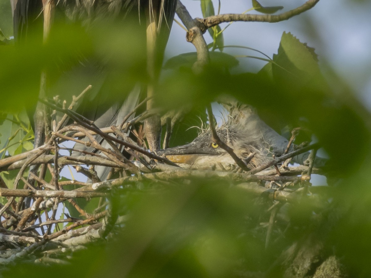 Great Blue Heron - Liz Pettit