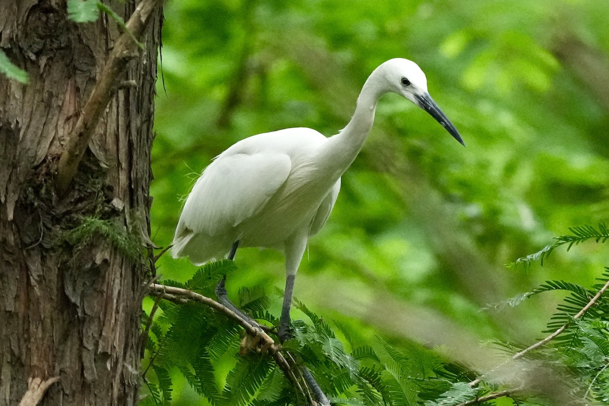 Little Egret - Pine Cone