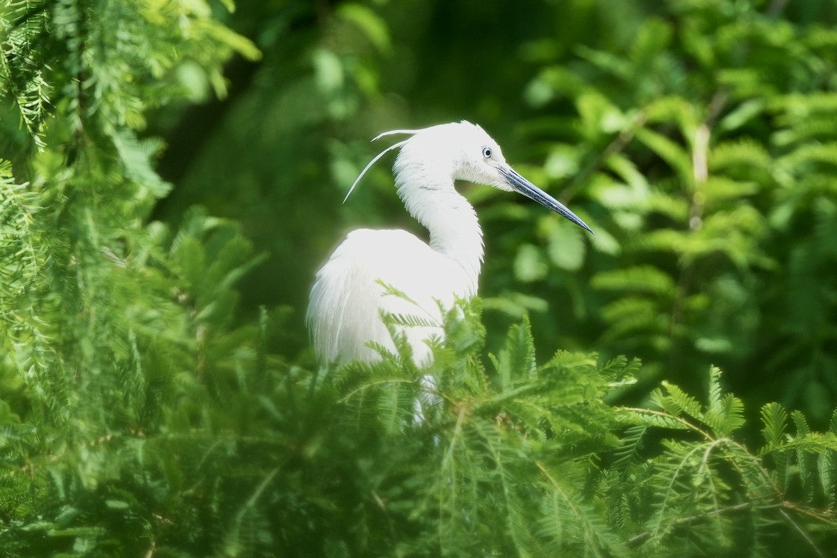 Little Egret - Pine Cone