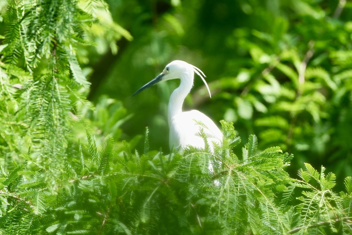 Little Egret - Pine Cone